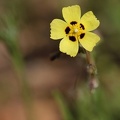 Geflecktes Sandröschen (Tuberaria guttata)